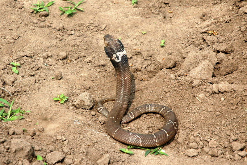 我昨晚梦见一条很大的眼镜蛇,之后碰到二舅,他