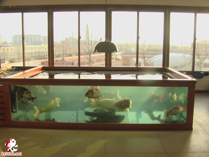 北京密云-五吨玻璃地缸-纯溢流过滤阳-底排,面吸-一应俱全-光照充足的