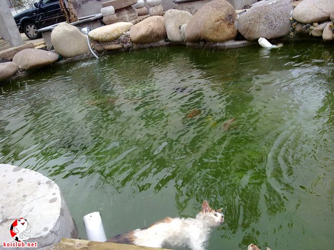 杭州--鱼池惨案!(猫想捞鱼,不会游泳被淹死,请猫