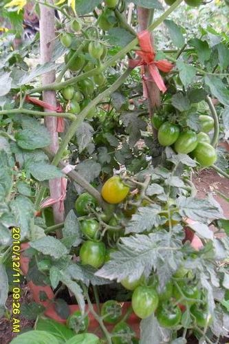 352_441743_26a9be3375269ea.jpg