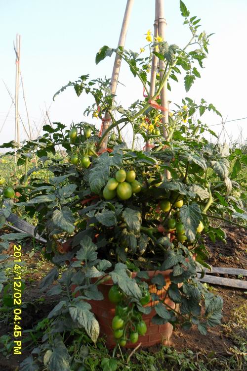 圣女果-水果番茄(盆景,果地自选)发卖啦!-今冬郊