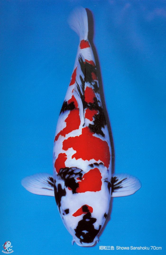 无聊!做个调查!大家都喜欢什么样的锦鲤!最多选