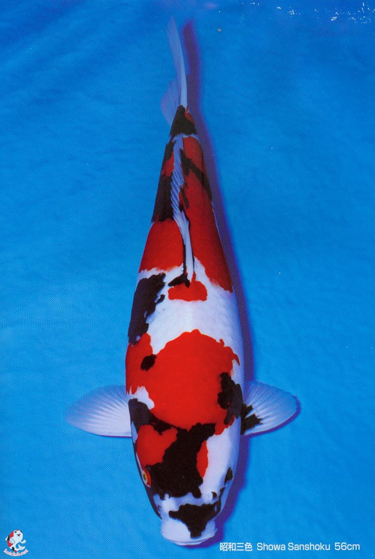 无聊!做个调查!大家都喜欢什么样的锦鲤!最多选