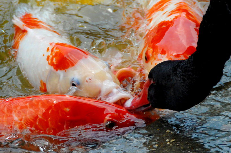 无聊!做个调查!大家都喜欢什么样的锦鲤!最多选