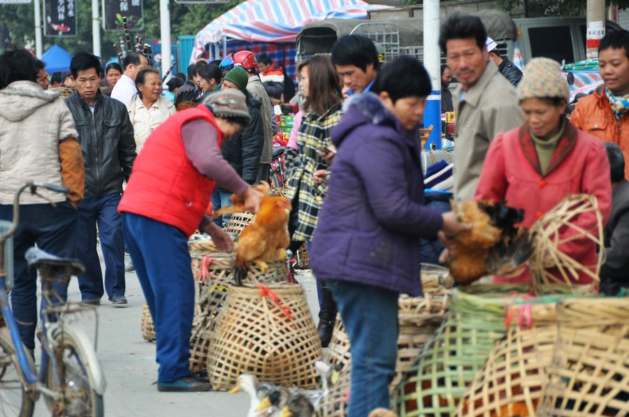 年来了,年来了……今天湖南南路一路都是卖鸡鸭的(场面壮观,鸡很便宜