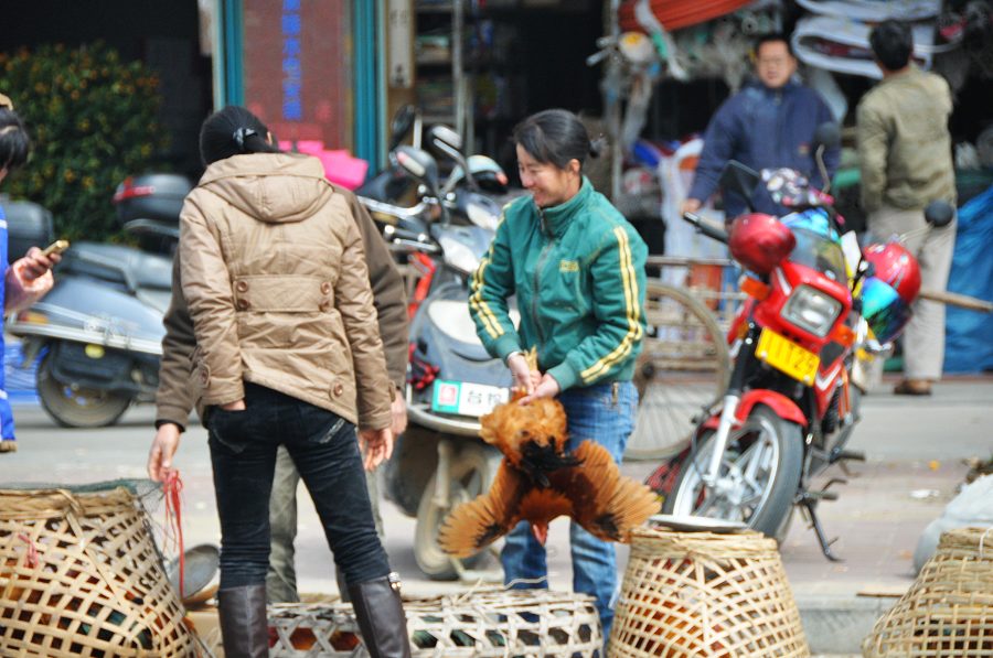 年来了,年来了……今天湖南南路一路都是卖鸡鸭的(场面壮观,鸡很便宜