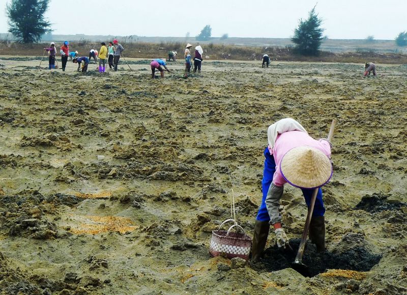 北海也有人工养殖沙虫了
