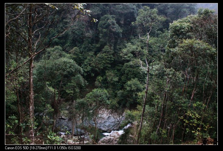 穿越广西九万山国家级自然保护区洞马保护站原始森林区.