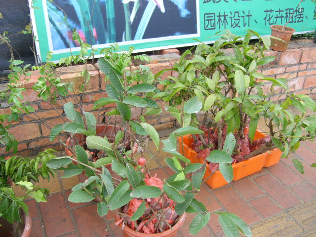 果树苗木大量批发-花木盆景-北海365网(beiha