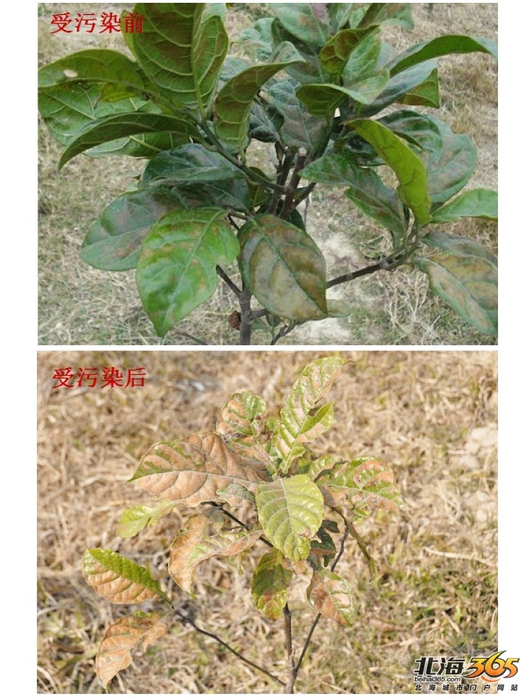 大年初一下午,小编接到热心网友报料:深水港去南万的旧路一路上有很多树木的枝叶都枯萎了,附近流下村的村民所种的蔬菜也大多枯萎,疑似和前些天深水港码头的硫磺起火污染有关。 小编赶到了位于冠头岭脚下的流下村了解详细情况。到达流下村后,小编在十多户村民家里看到:每家每户的菜地里种植的蔬菜均有不同程度的枯萎,村民们都表示和前些天深水港码头的硫磺起火污染有关,几乎在一天之间,青绿的菜叶就枯萎了。其中,村子里60多岁的麦伯种的一片芫茜都被毁了,肉菜和生菜也都受到了不同程度的伤害。 =760) window.