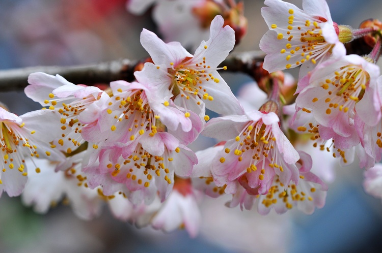 樱花,樱桃花?