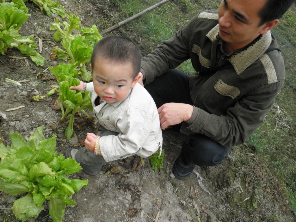 达达农场摘菜啦!告诉他这个是<em>胡萝卜</em>,他却问我