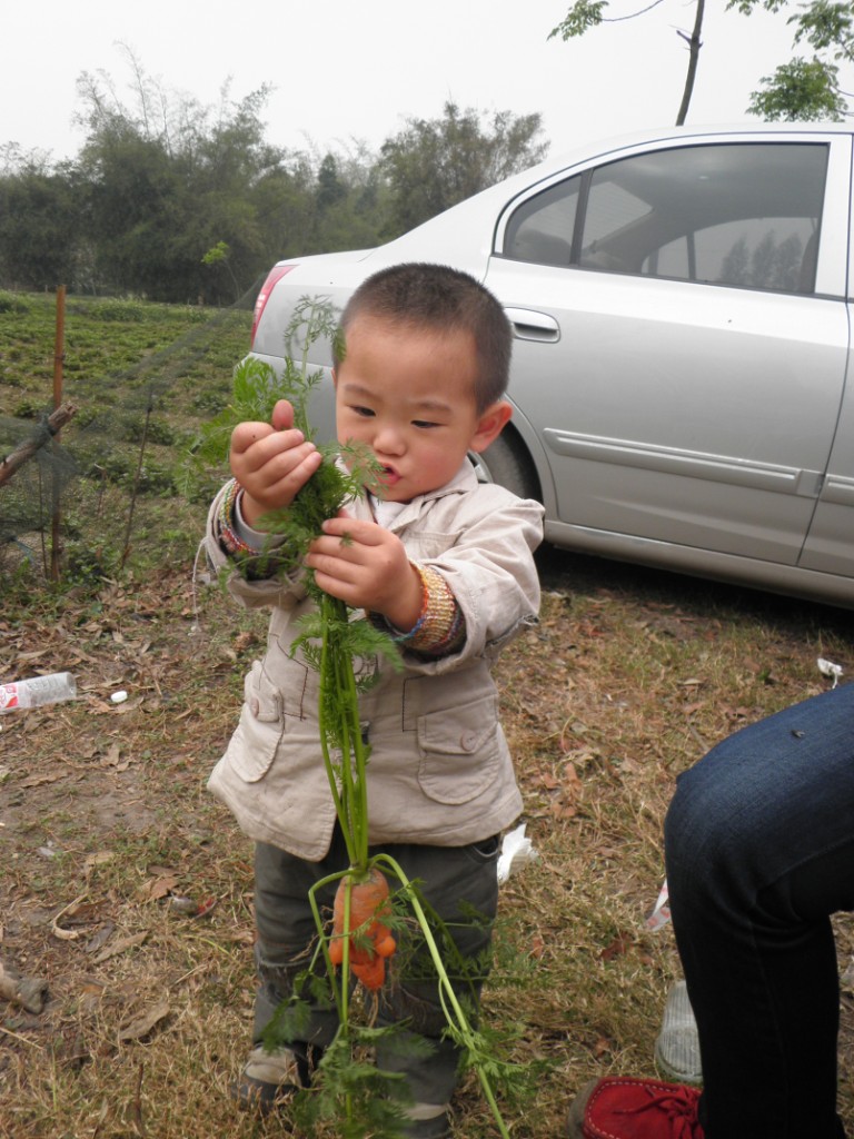 达达农场摘菜啦!告诉他这个是<em>胡萝卜</em>,他却问我