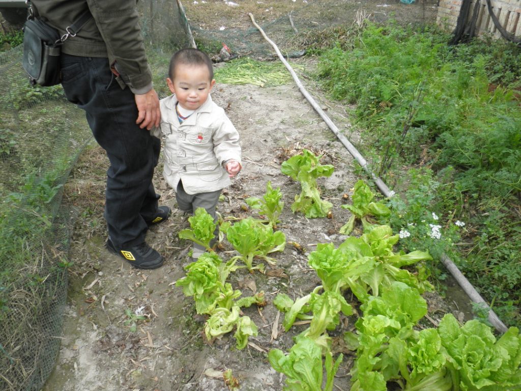 达达农场摘菜啦!告诉他这个是<em>胡萝卜</em>,他却问我