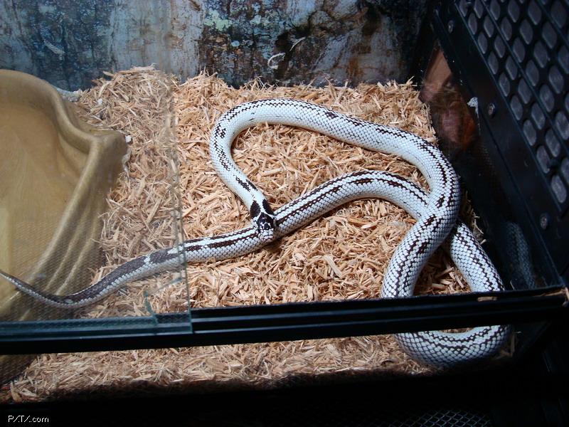 雪花王蛇
