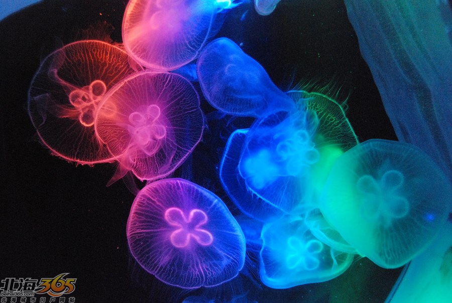 【实拍】探秘北海海底世界首批有性繁殖水母全过程(组图)
