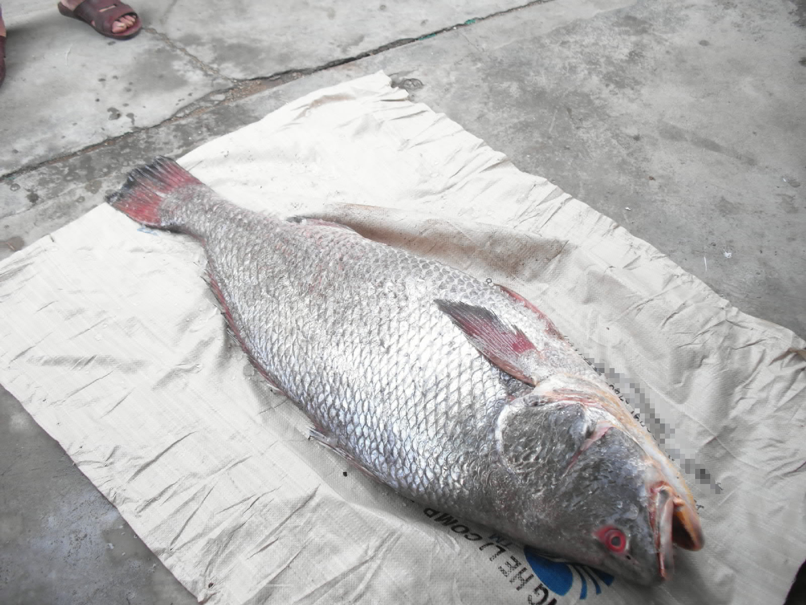 一条不知道品种1米多长的银鳘鱼(多图)