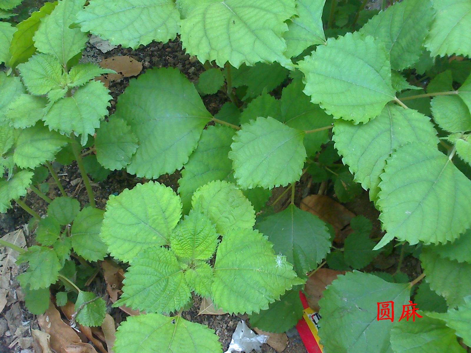 介绍几种本地食用野生植物——可用来做好多好吃的哦