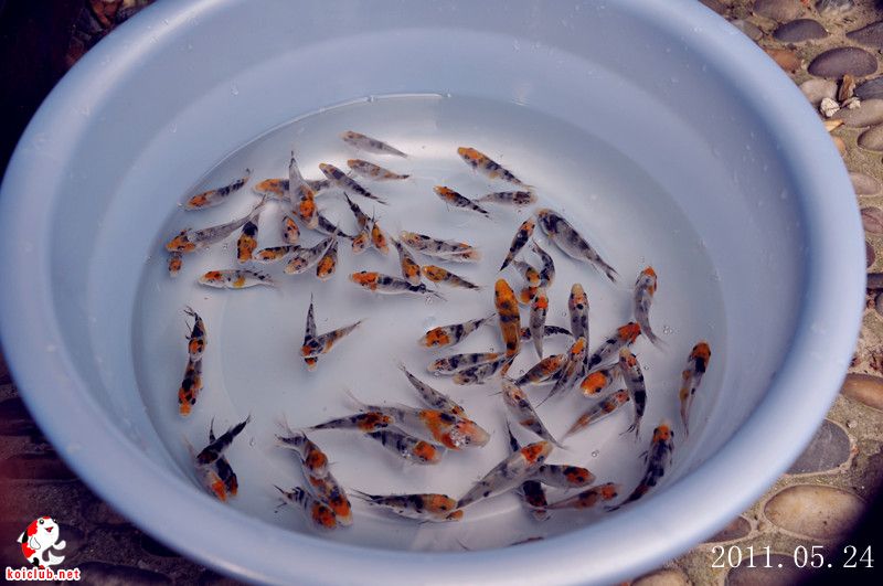 由小鱼苗养起……(也是一种选择)