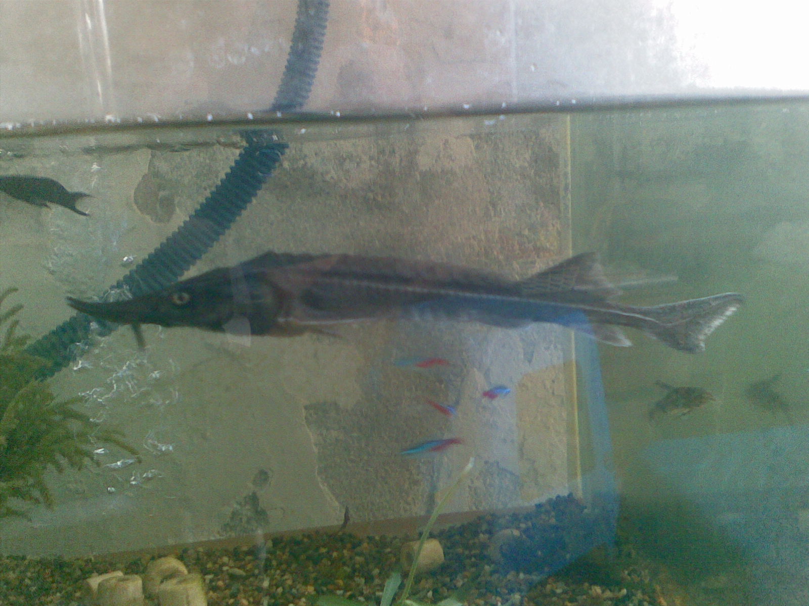 我养的鲟鱼~不知道是什么品种~?-休闲水族-北