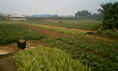 肥沃的菜地、国家竟然征收盖房子,有点可惜啊