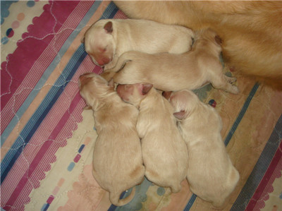 5月13凌晨3点钟爱犬·宝宝·成功顺产小狗5只