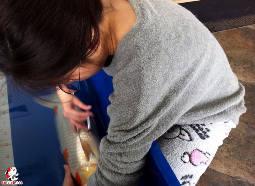 彪悍美女玩家… 打针手势熟练啊!-休闲水族-北