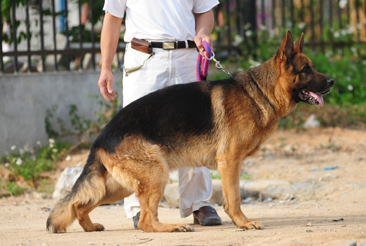 出售纯正弓背德牧狗仔 已卖完,谢谢365