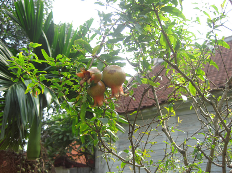 抓拍越南出行的点点滴滴(内附楼主搞怪图)-游山