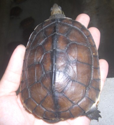两年龄的石龟