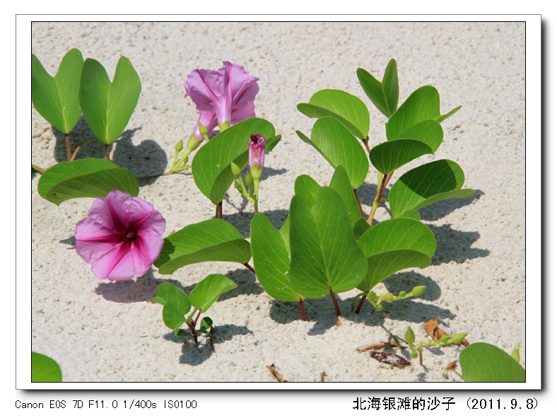 【交行黄金杯】沙子与花-镜头里的北海-北海3