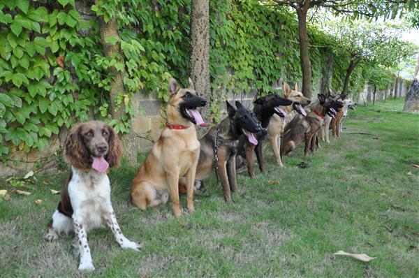 广西消防史上首批12只搜救犬等您来取名(第三页有狗狗