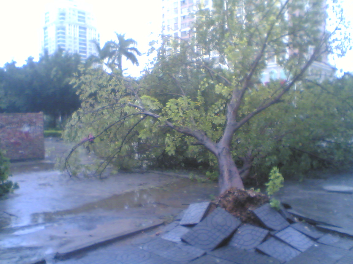  大树连根拔起 、小卖部被吹飞、广告牌倒塌,台