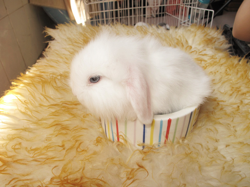 垂耳兔还有侏儒兔-个性宠物-北海365网(beiha