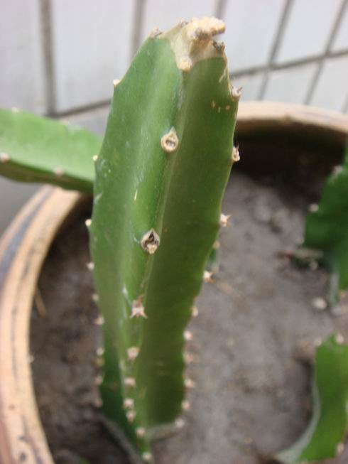 刚种的火龙果苗-绿色兵团-北海365网(beihai36