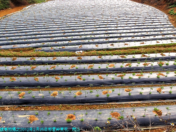 一行16人跑到钦州那丽那雾岭赏花、爬山、晚