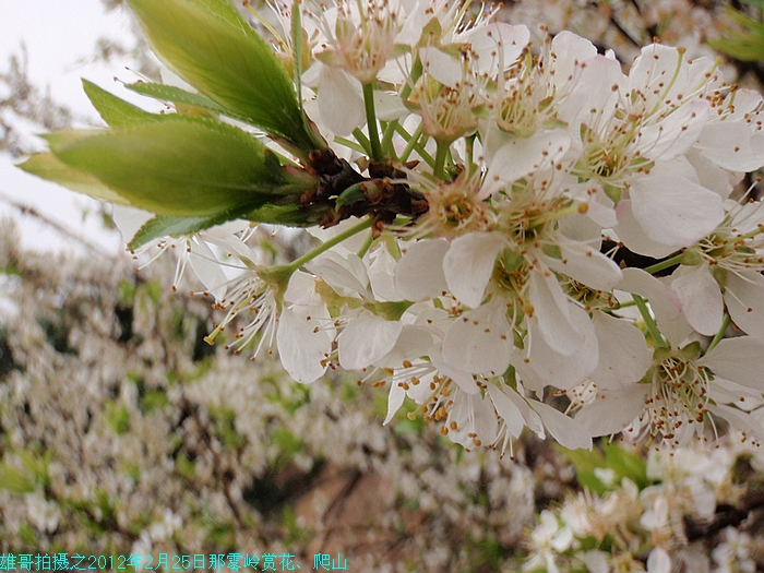 一行16人跑到钦州那丽那雾岭赏花、爬山、晚