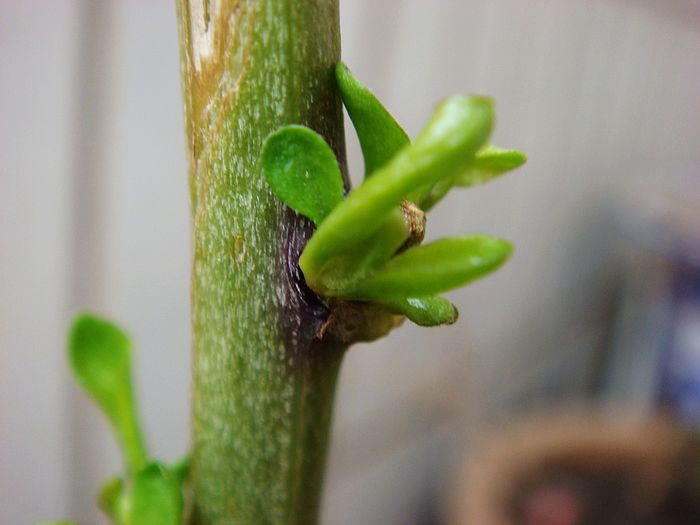 春天到了,我种的植物萌芽了!-绿色兵团-北海36