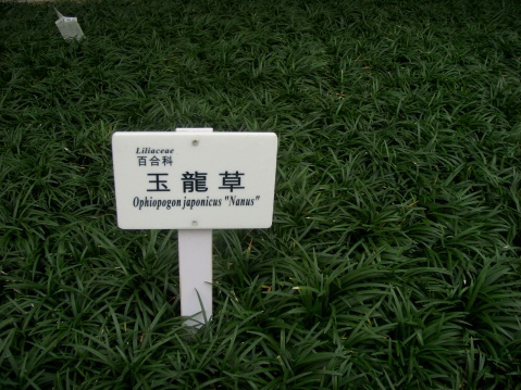 玉龙草庭院绿化的新贵.