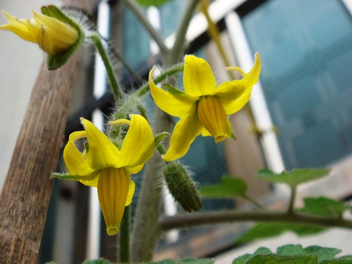 番茄开花咯【更新咯~第2页】-绿色兵团-北海3