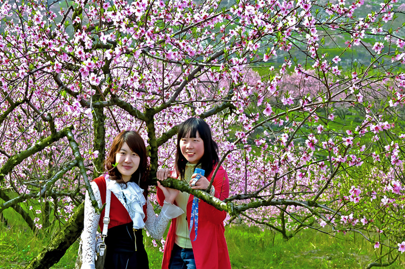 恭城桃花节艳遇美女相映衬