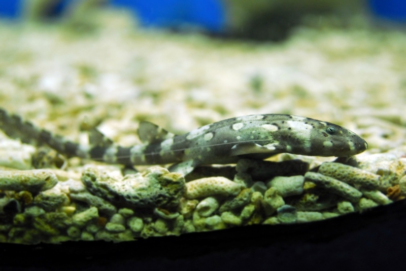 有谁看到过鲨鱼孵化、成长的过程吗？ - 北海海洋之窗 - 北海旅游.北海海洋之窗的博客