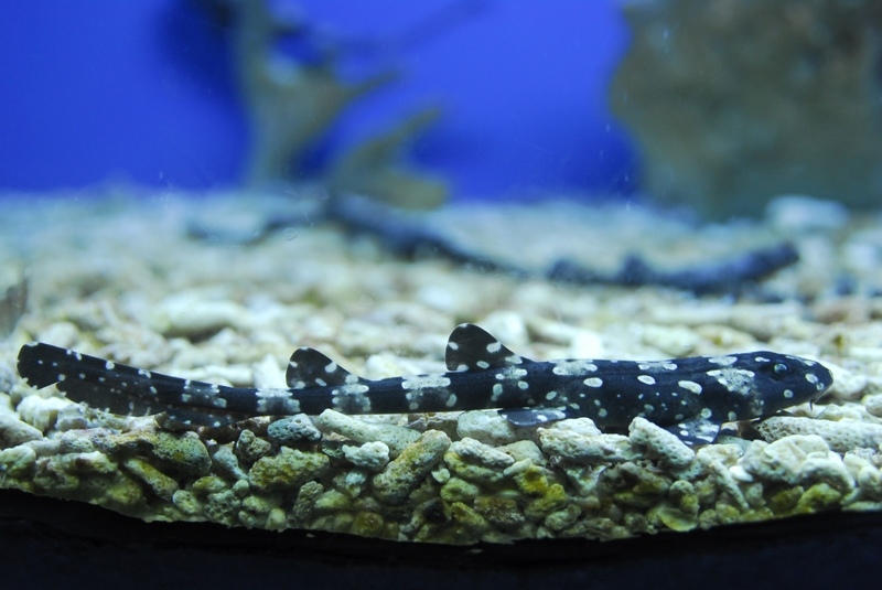 有谁看到过鲨鱼孵化、成长的过程吗？ - 北海海洋之窗 - 北海旅游.北海海洋之窗的博客