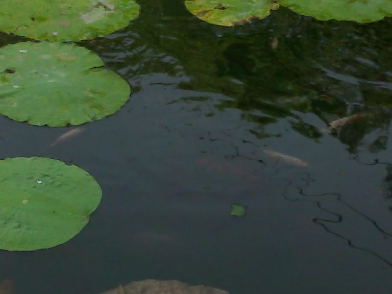 这个水池养鱼好不好?-休闲水族-北海365网(be