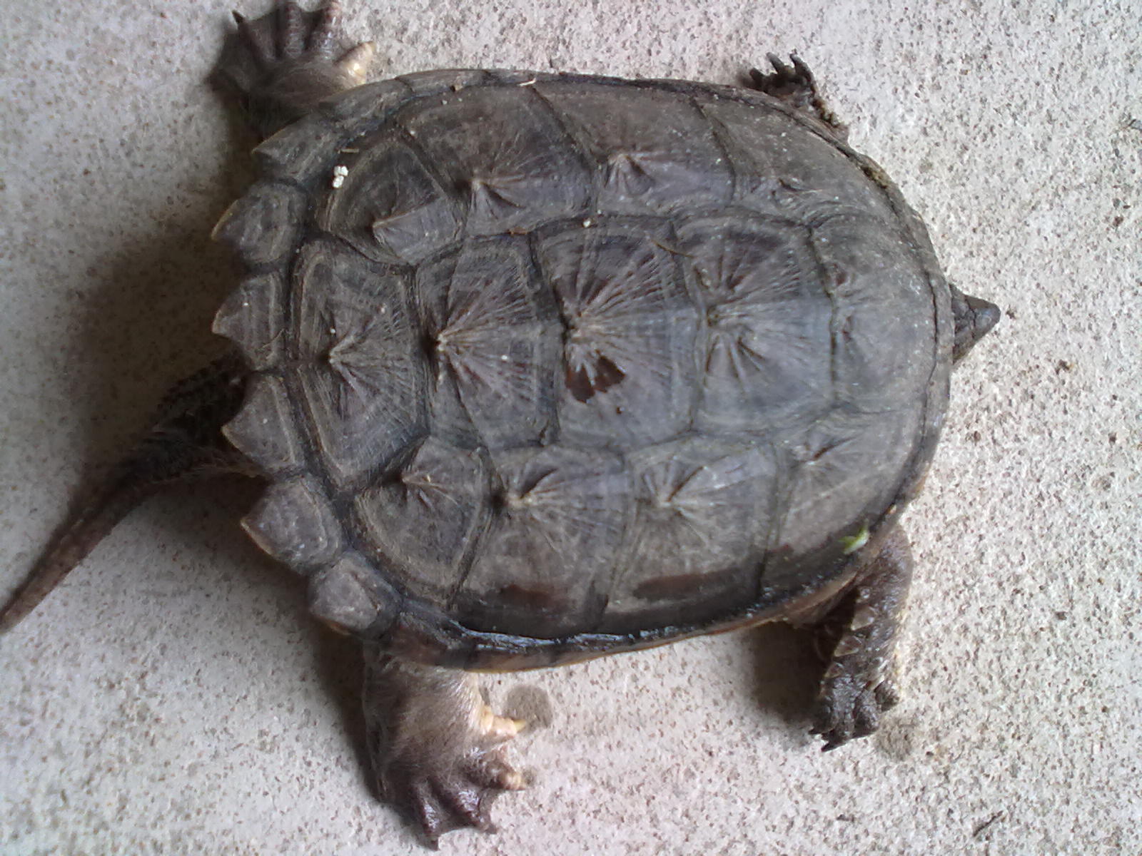 乌龟怎么分辨是什么龟 387_471063_70be7943087c0ee.jpg