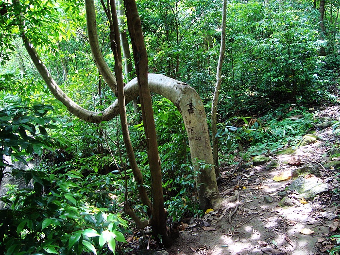 百年仙藤,没什么看头,看来没有我们旅座的歪脖子树有型,起码歪脖子