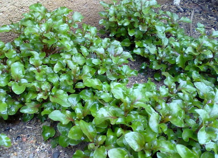 这野菜学名叫什么呢?谢谢!-绿色兵团-北海365