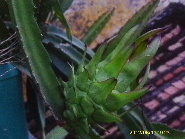 火龙果-绿色兵团-北海365网(beihai365.com)