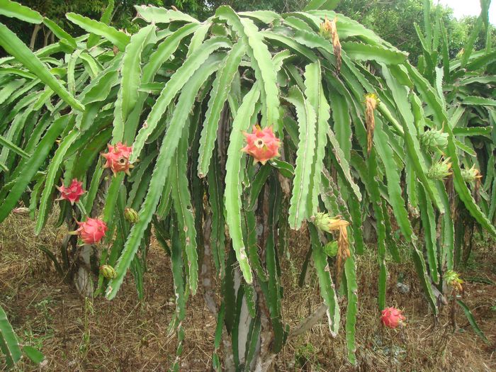 台湾红果--火龙果,低调出场-美食一条街-北海3