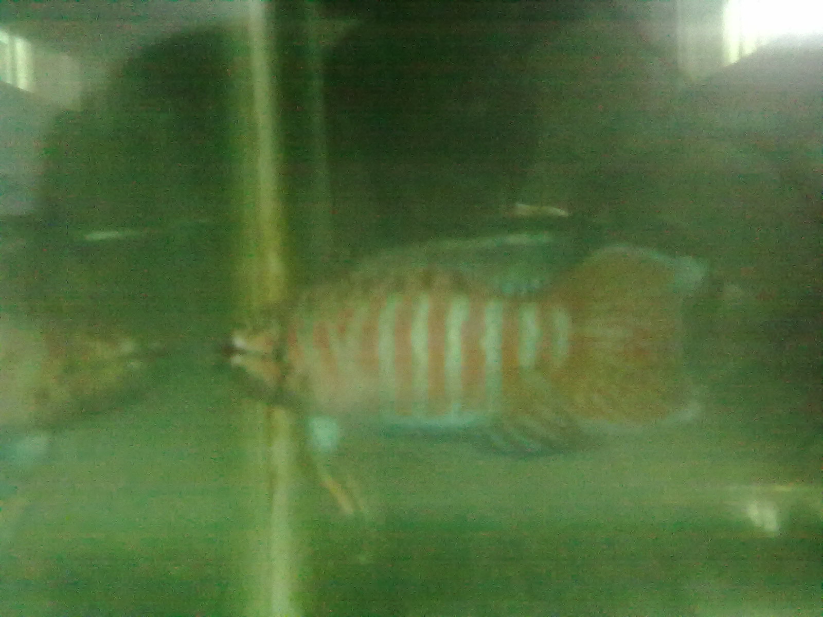 越黑斗鱼换鱼缸-物品交换-北海365网(beihai36